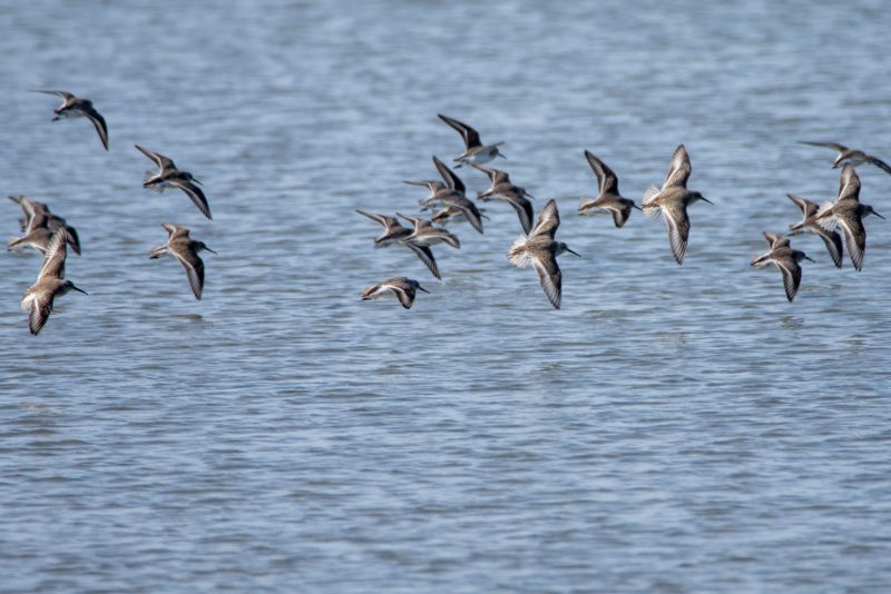 Bécasseaux variables